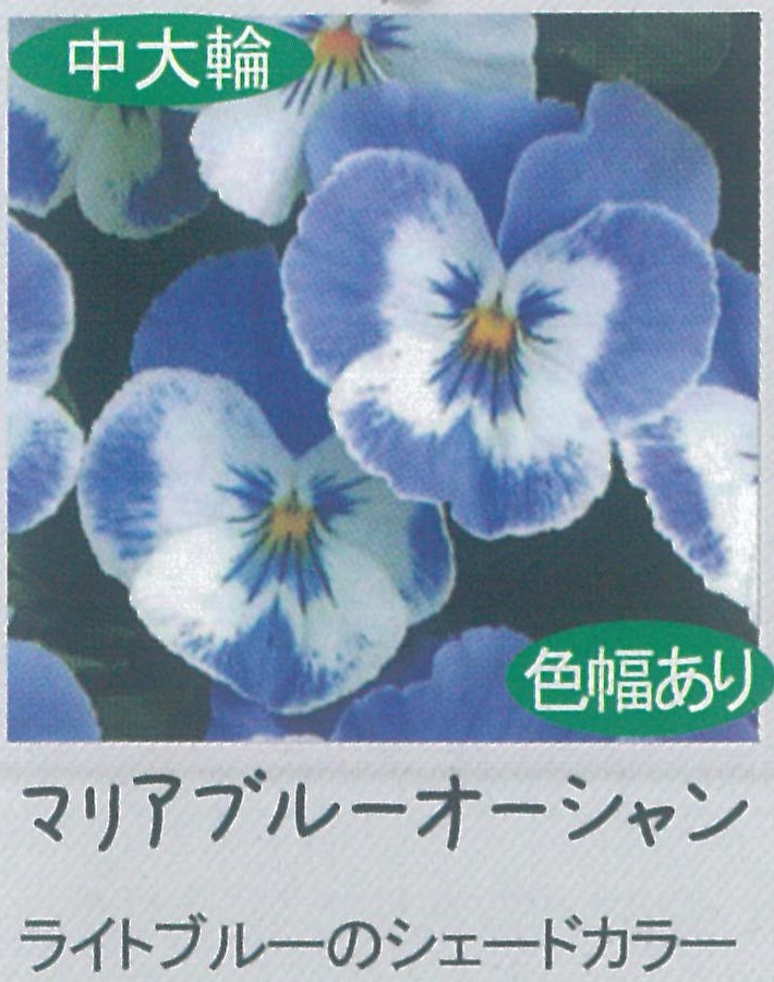 【先行予約商品】【産直】【送料1/2】パンジー　マリア　ブルーオーシャンⅡ　3.5号24入